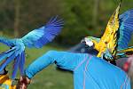 Volné létání s papoušky ara v Šumperku