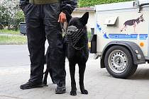Německý ovčák Queen posílí řady Městské policie Jeseník.