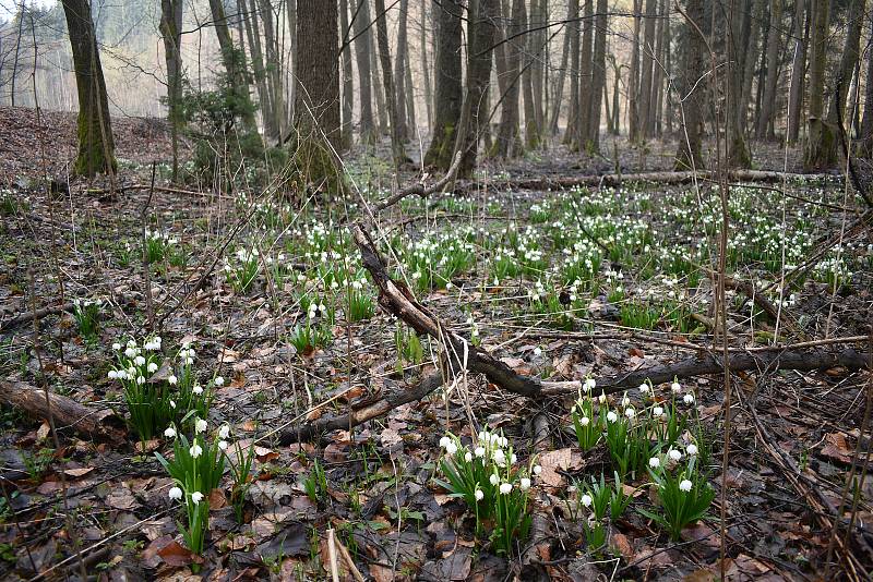 Bledule mezi Hoštejnem a Drozdovskou Pilou. 27. března 2021