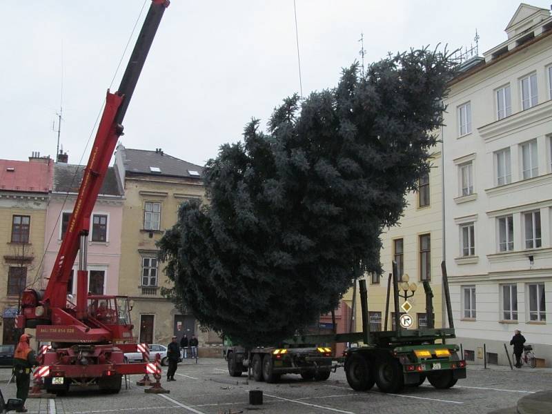 Náměstí Míru v Šumperku již zdobí vánoční strom.