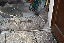 Krokodýl Dandouš v dočasném útočišti v garáži Beštových v Klopině.