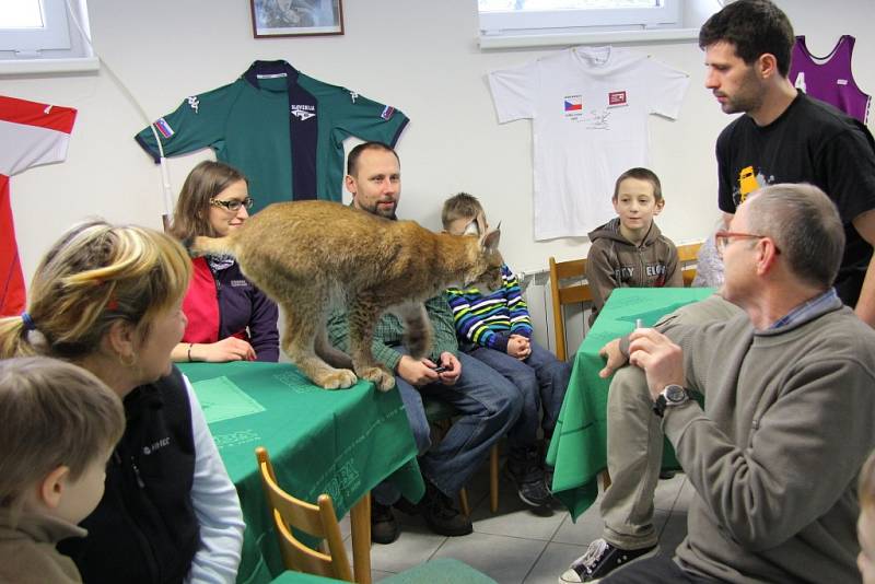 Setkání s rysem v Loučné nad Desnou 1. února 2014.