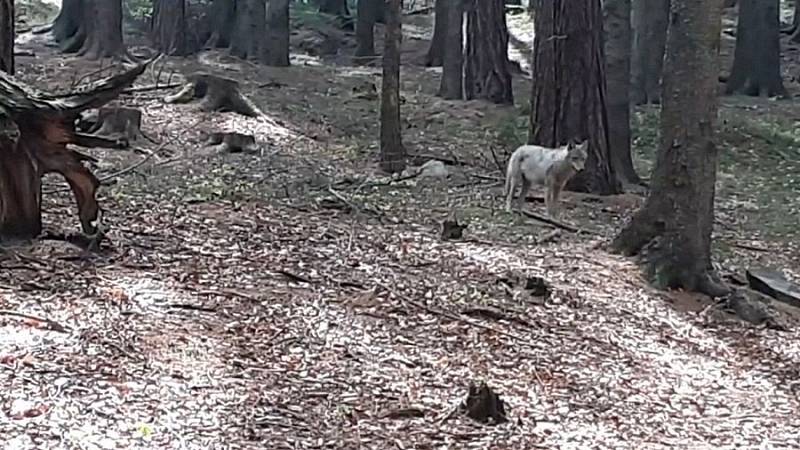 Vlk natočený u Bílé Vody na Jesenicku