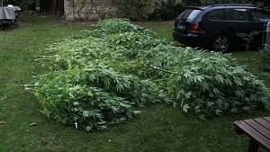 Muž na Zábřežsku pěstoval konopí, policie u něj našla i sušené rostliny a produkty z nich.