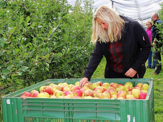 Sklizeň jablek v sadech akciové společnosti Úsovsko se sídlem v Klopině