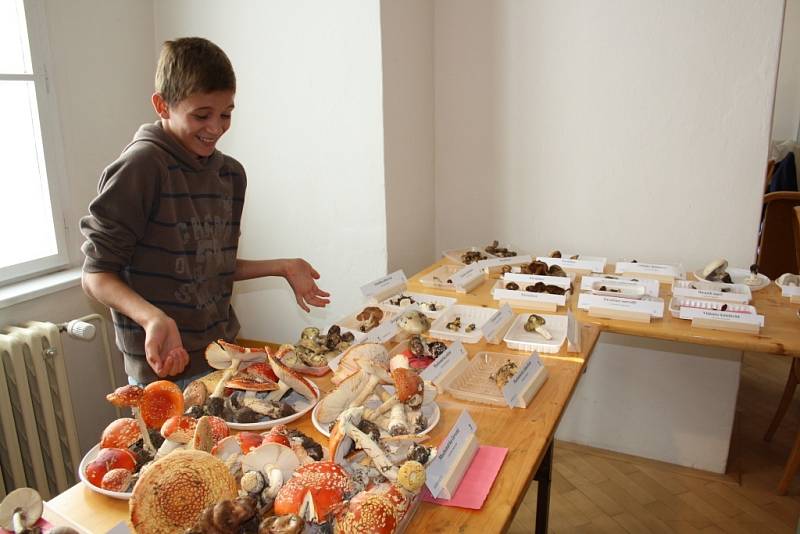 V šumperském muzeu začala výstava hub.