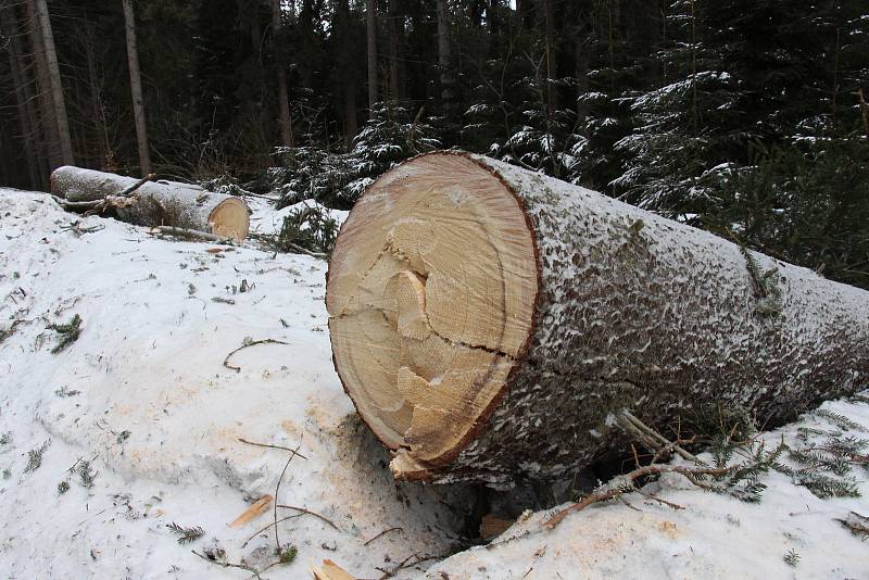 Silný vítr vyvrátil na Skřítku desítky stromů