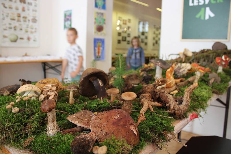 Výstava hub v šumperském muzeu - září 2019