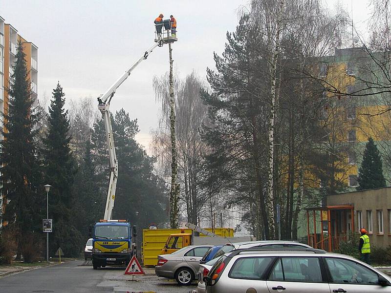 Břízy na sídlišti Sevrovýchod v Zábřehu jsou už přestárlé a padají z nich větve. Na ulici mezi kotelnou a základní školou je už nahradilo nové stromořadí z jiných listnatých stromů.