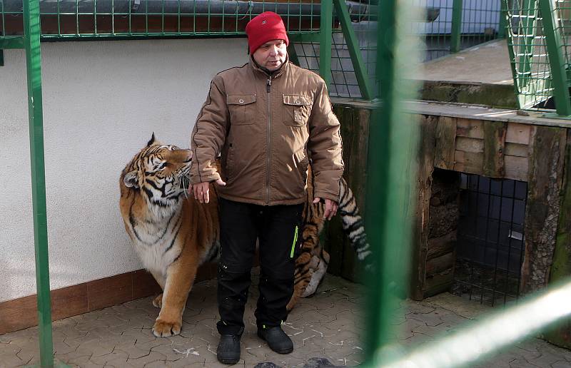 Nevěsta pro Diega. Novým přírůstkem Faunaparku v Lipové-lázních je kotě samička tygra ussurijského.