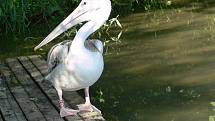Mládě pelikána na našlo dočasný domov na Moravičanském jezeře, kde ho krmí Jiří Krejčíř