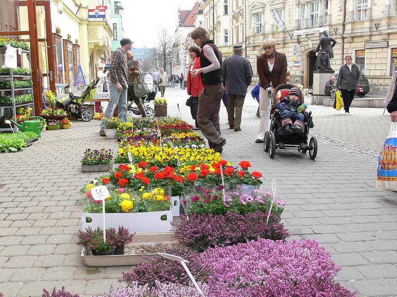 Květináři využili jarního počasí a vyložili zboží do ulic