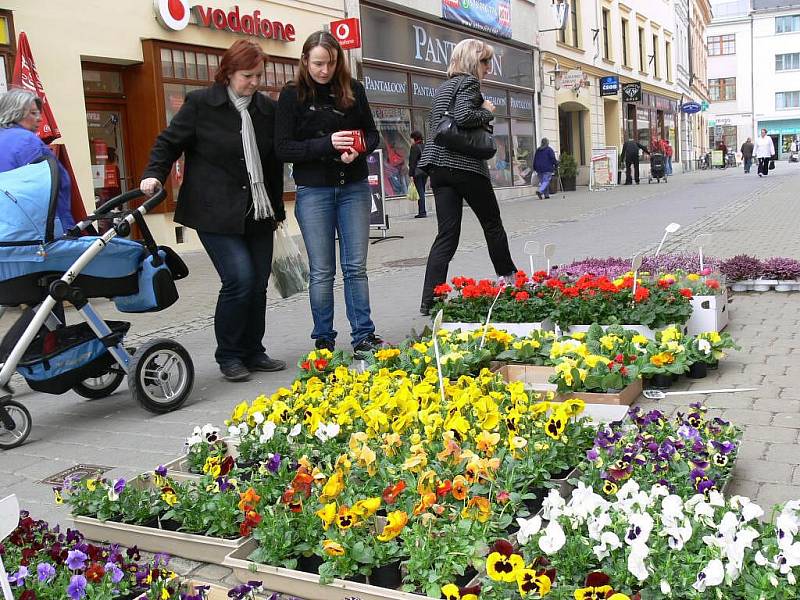 Květináři využili jarního počasí a vyložili zboží do ulic