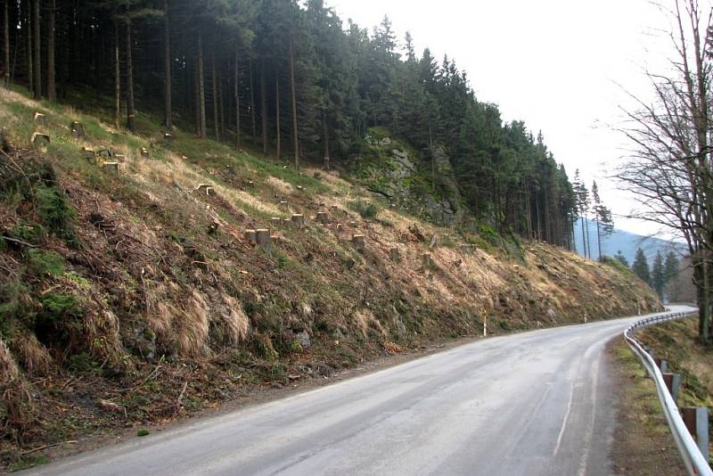 Dřevorubci vykáceli podél silnice na jižní straně Červenohorského sedla kvůli její rekonstrukci několik tisíc stromů.