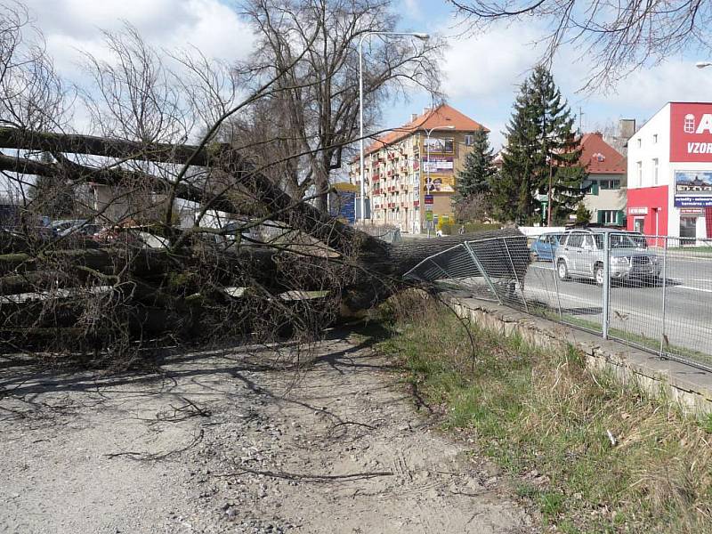 Lípa v Jesenické ulici v Šumperku