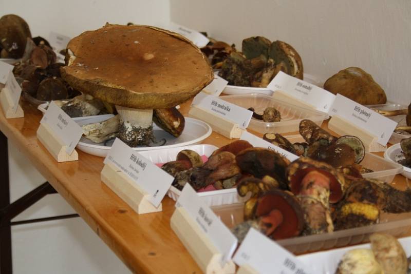 V šumperském muzeu začala výstava hub.