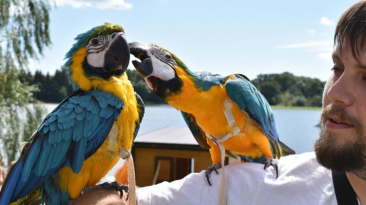 Papouščí den na Krásném u Šumperka. 7. srpna 2021
