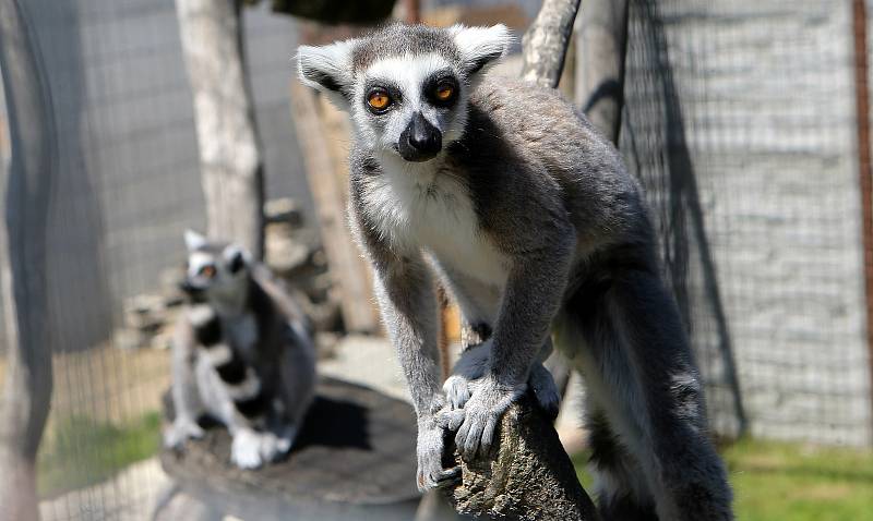 Fauna park Lipová lázně. 21. května 2020