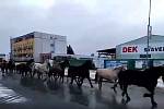 Stádo uprchlých koní na Zábřežské ulici v Šumperku