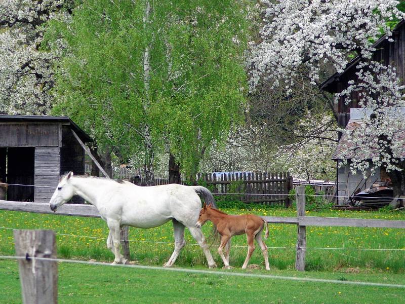 Jeseníky, fauna a flóra.