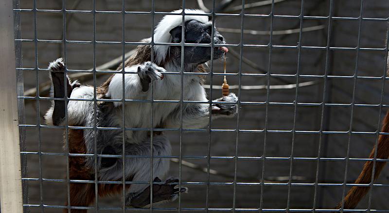 Fauna park Lipová lázně. 21. května 2020