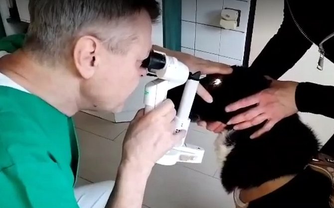 Vyšetření psa Bennyho z Libiny u oftalmologa.