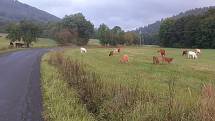Uprchlé stádo krav u silnice mezi Rejcharticemi a Rapotínem. 21. září 2022