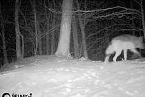 Vlk na severním okraji Hrubého Jeseníku, jak jej na začátku ledna zachytila fotopast.