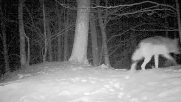 Vlk na severním okraji Hrubého Jeseníku, jak jej na začátku ledna zachytila fotopast.