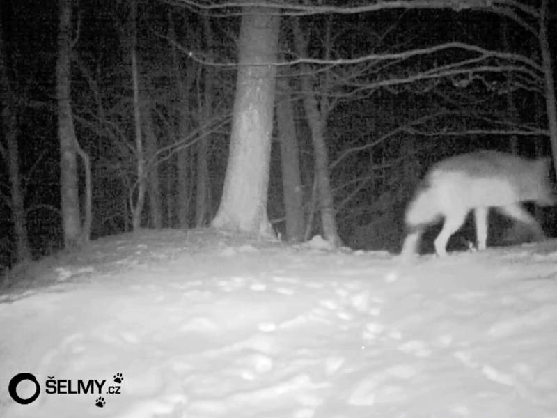 Vlk na severním okraji Hrubého Jeseníku, jak jej na začátku ledna 2016 zachytila fotopast.
