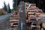 Těžba kůrovcového dřeva komplikuje výlety turistům.