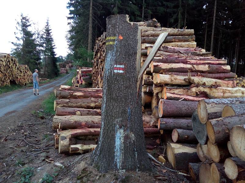 Těžba kůrovcového dřeva komplikuje výlety turistům.