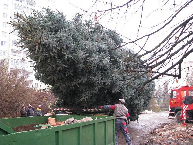 Příjezd a instalace vánočního stromu, který bude tradičně zdobit náměstí u šumperské radnice