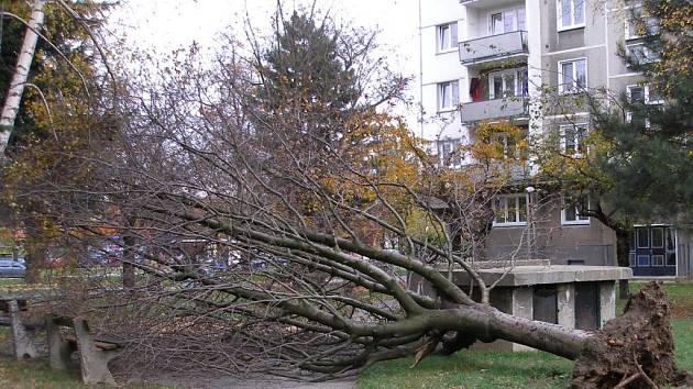 Vichřice na Jesenicku vyvracela stromy (ilustrační foto)