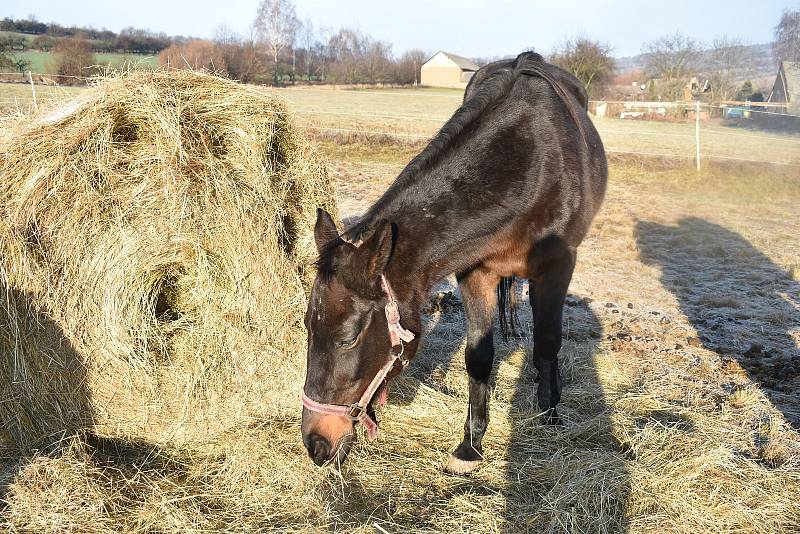 Zraněná klisna Batami v azylu Equittana v Libině.