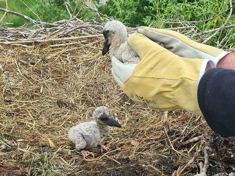 Šumperští hasiči zachraňovali v Rapotíně tři týdenní čápata, která přišla o jednoho z rodičů. Bez pomoci by pravděpodobně uhynula.