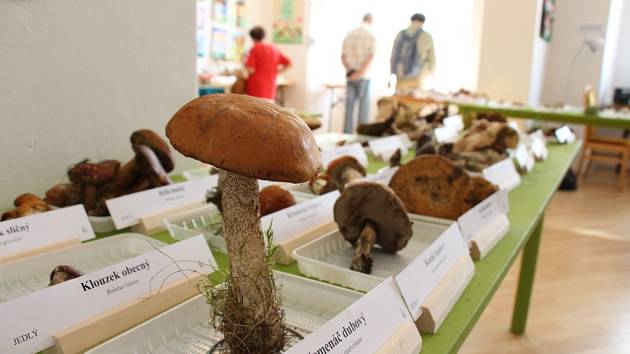 Výstava hub v šumperském muzeu.