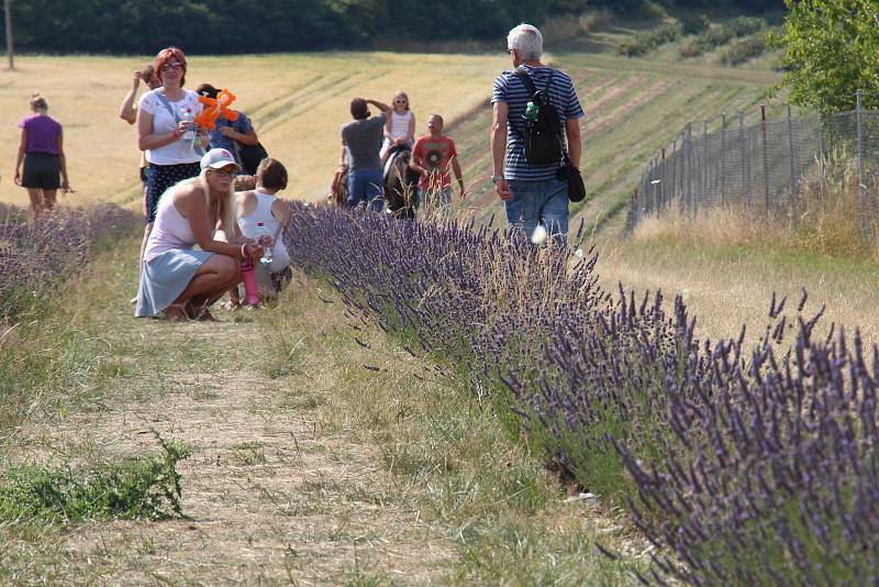 Levandulový festival v Bezděkově.