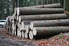 Krade se ve velkém: z lesů v Březí a Dolních Radslavicích zmizelo dřevo