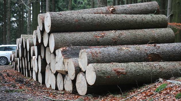 Krade se ve velkém: z lesů v Březí a Dolních Radslavicích zmizelo dřevo