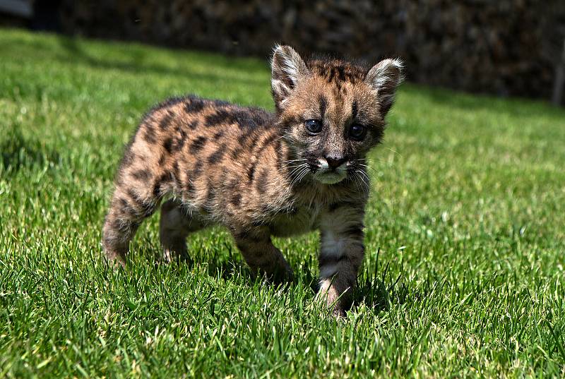 Fauna park Lipová lázně. 21. května 2020