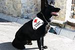 Záchranářský pes Horské služby Beis 