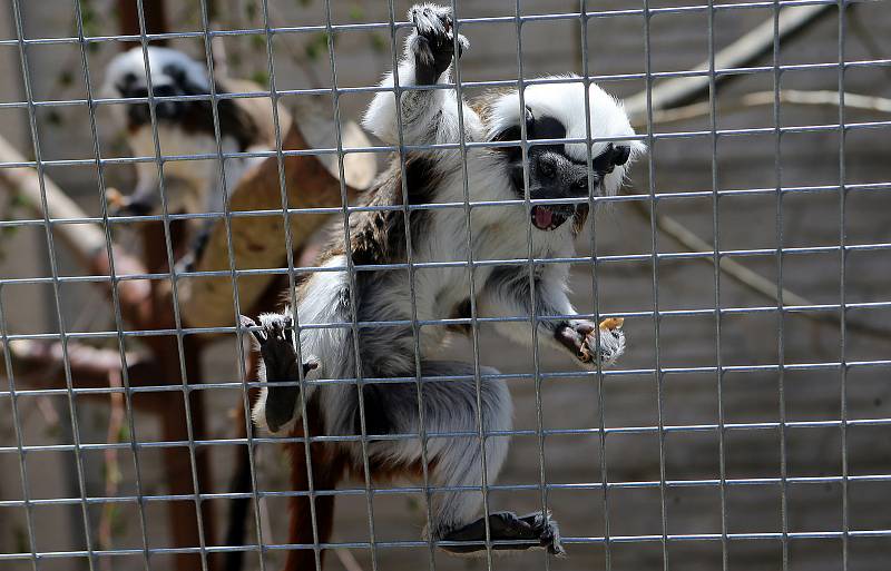 Fauna park Lipová lázně. 21. května 2020