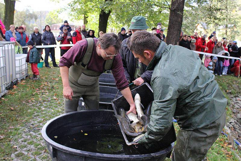 Výlov pivovarského rybníka v Hanušovicích v sobotu 15. října