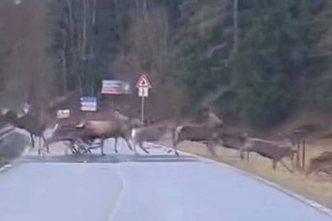 Velké stádo jelenů běžící přes silnici u Starého Města.