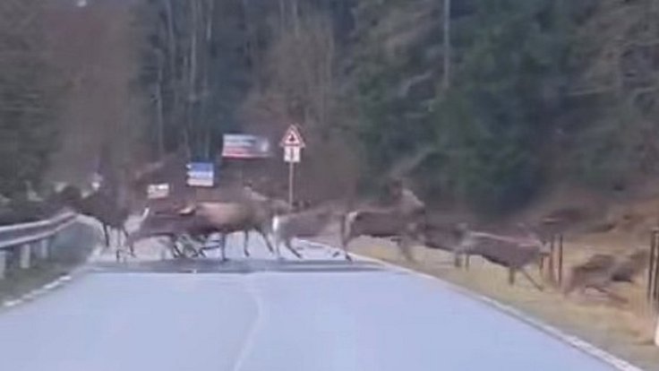 Velké stádo jelenů běžící přes silnici u Starého Města.