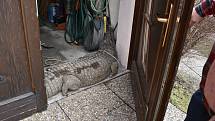 Krokodýl Dandouš v dočasném útočišti v garáži Beštových v Klopině.