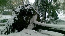 Sněhem poničené stromy v parku ve Štítech očima čtenářky Deníku
