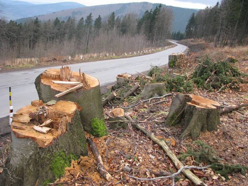 Dřevorubci vykáceli podél silnice na jižní straně Červenohorského sedla kvůli její rekonstrukci několik tisíc stromů.