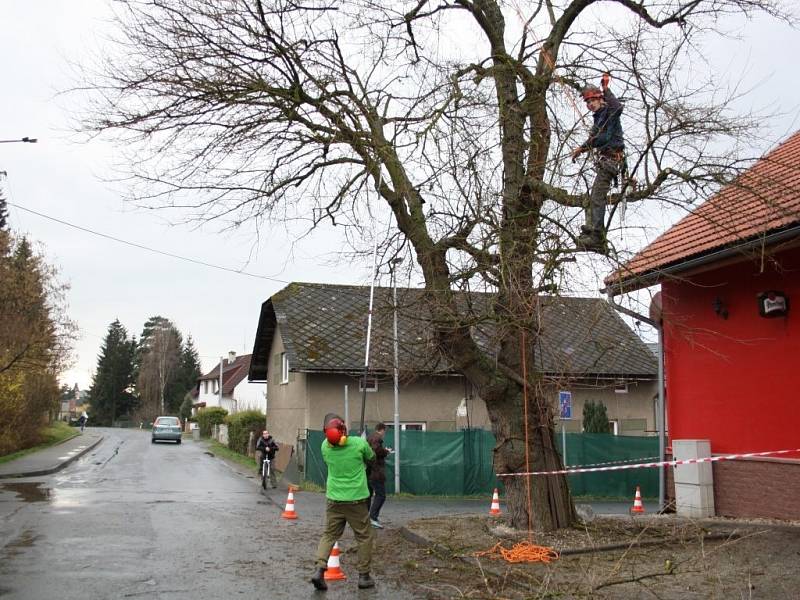 Letitá moruše u penzionu Trámky ve Vikýřovicích se dočkala ošetření.